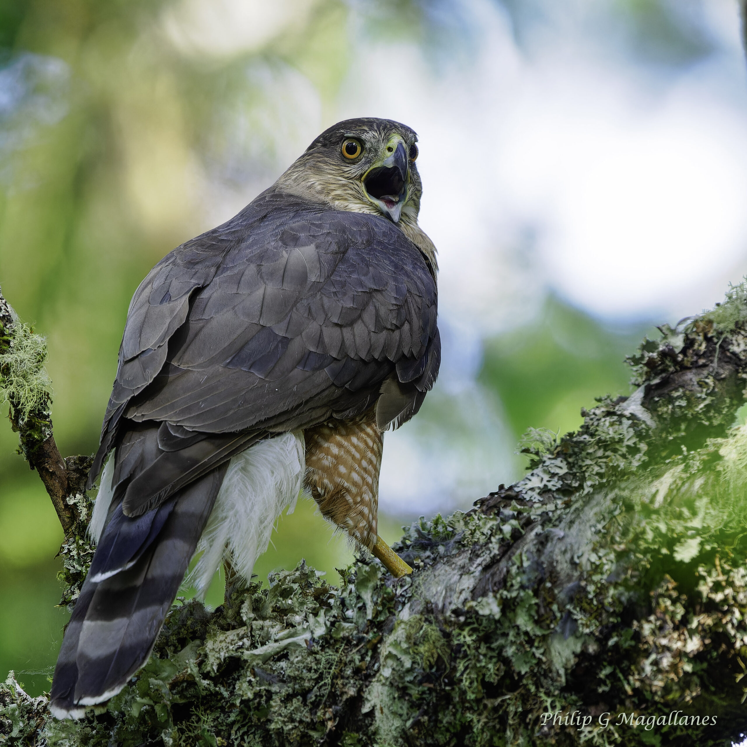 Trilogy Cooper’s Hawks 2024
